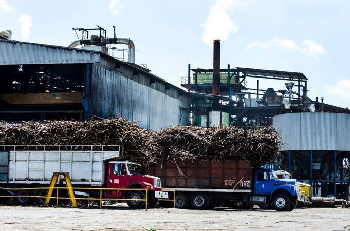 Buscan récord de Molienda de caña de azúcar - Campeche HOY