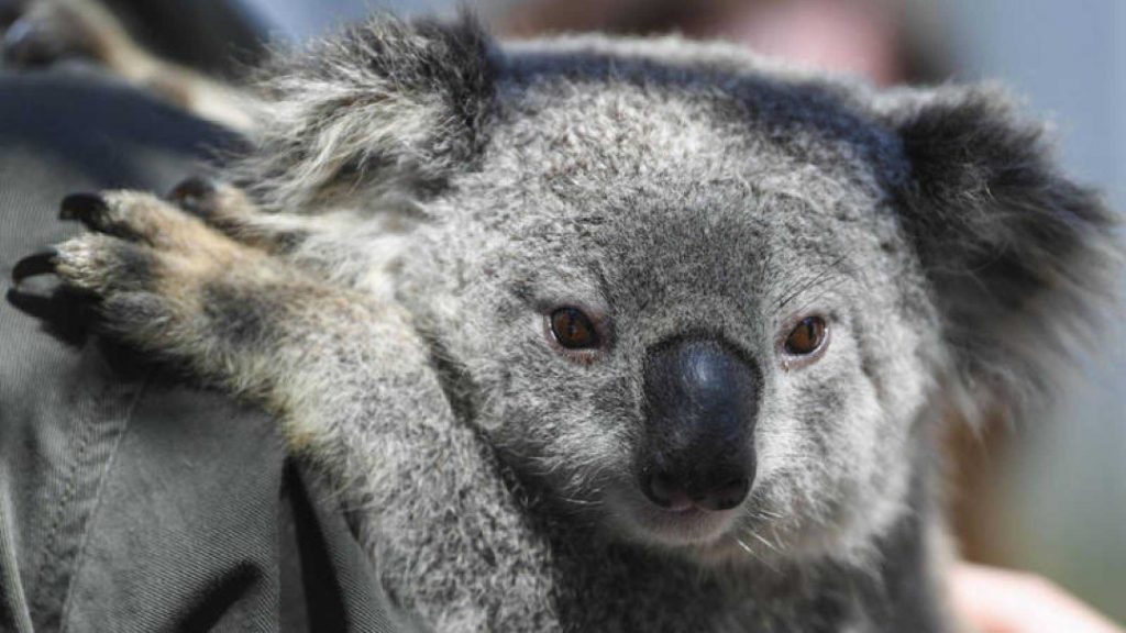 Declaran Funcionalmente Extintos A Los Koalas Campeche Hoy