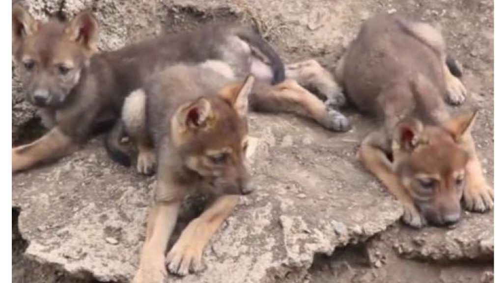 Nacen tres crías de lobo gris mexicano en Coahuila Campeche HOY