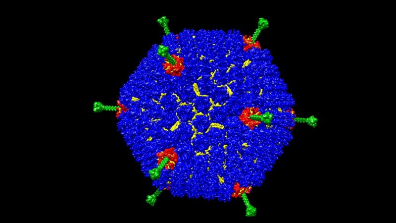 Adenovirus