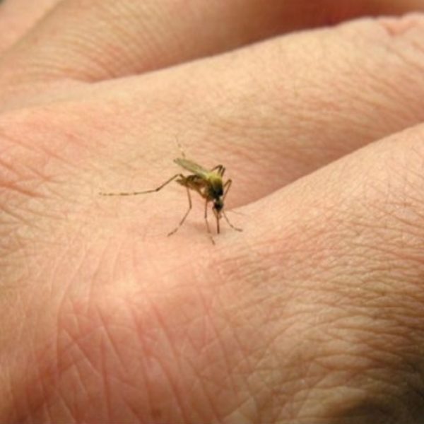 Dengue