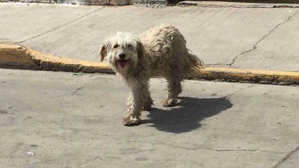 Maltrato
