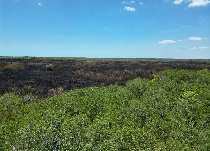 Manglar