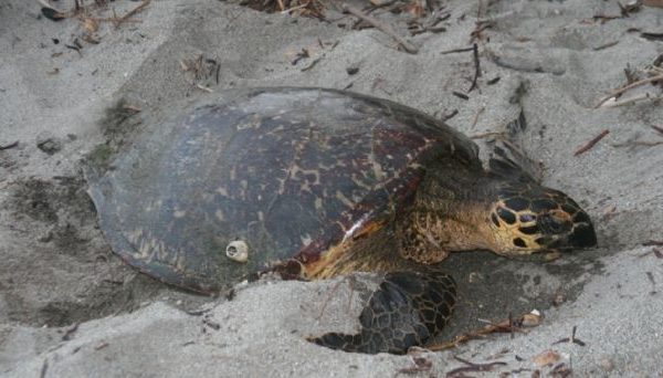 Tortugas