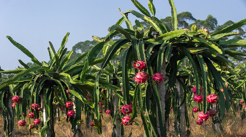 Pitahaya