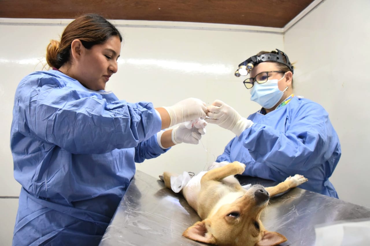 Esterilización