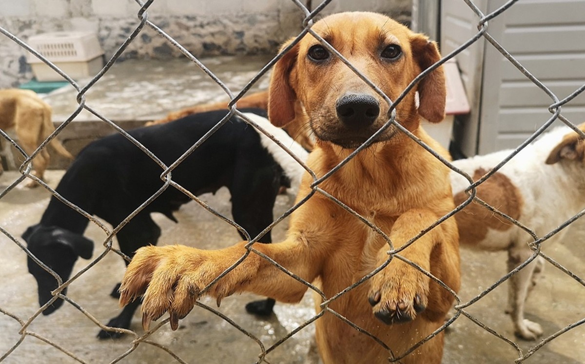 Maltrato animal