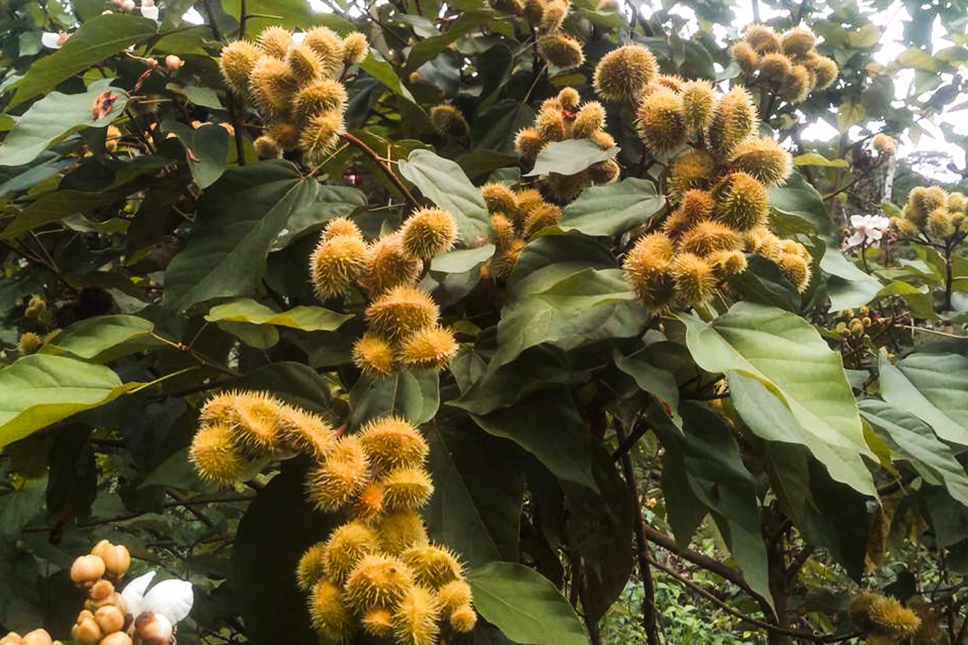 Achiote