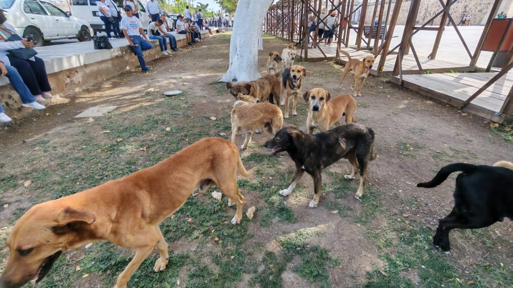 Perros