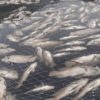 mojarras