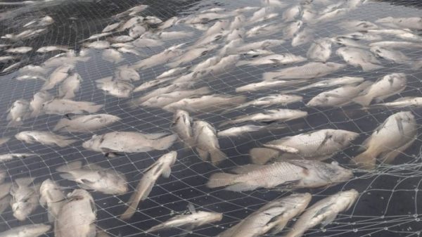 mojarras