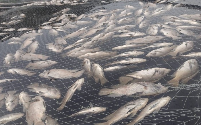 mojarras