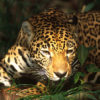 WWF)
