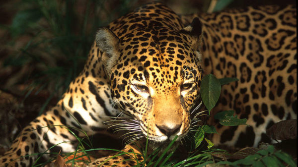 WWF)