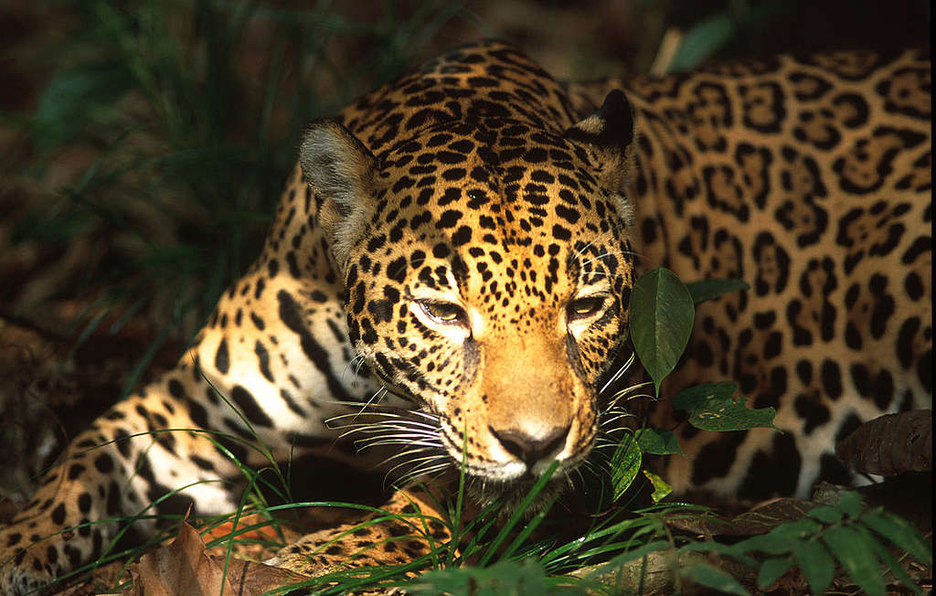 WWF)