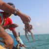 Pesca