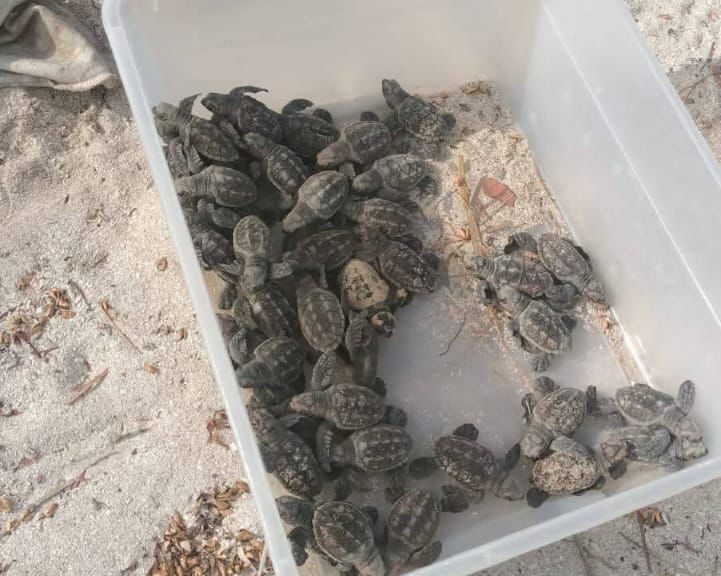TORTUGA