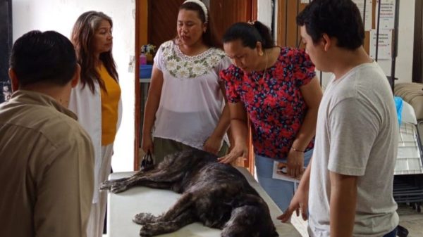 ESTERILIZACIÓN
