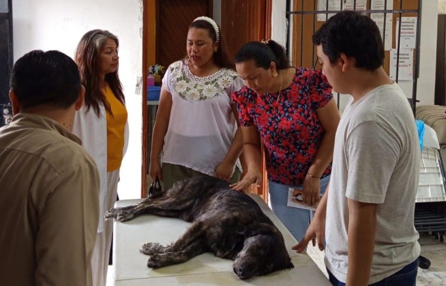ESTERILIZACIÓN
