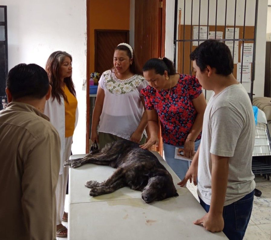 ESTERILIZACIÓN