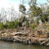 manglar
