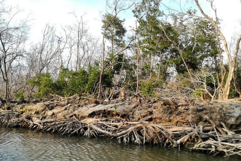 manglar
