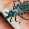 CHAGAS