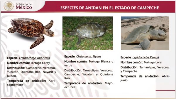 tortugas