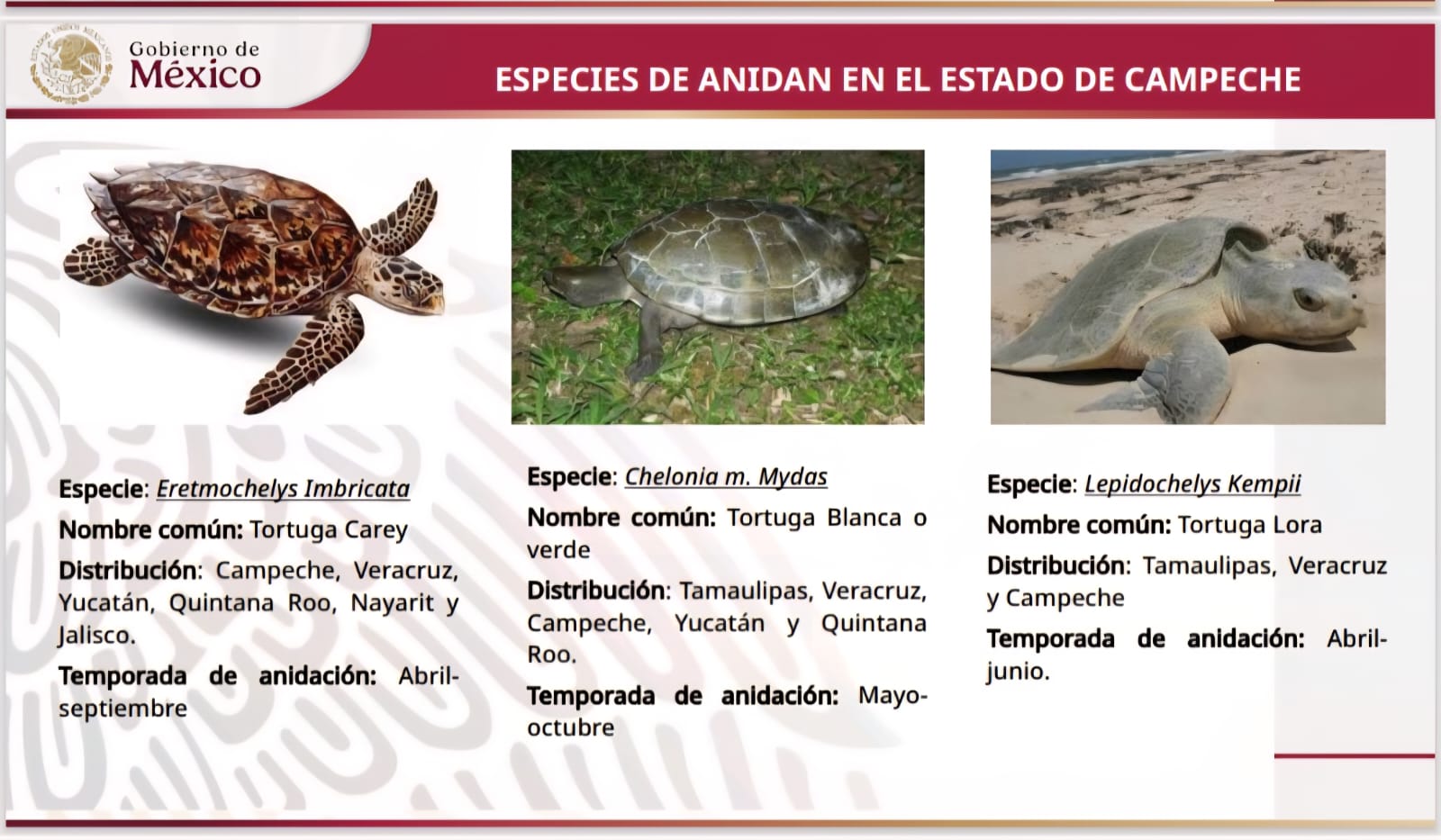 tortugas
