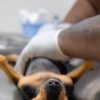 ESTERILIZACIÓN