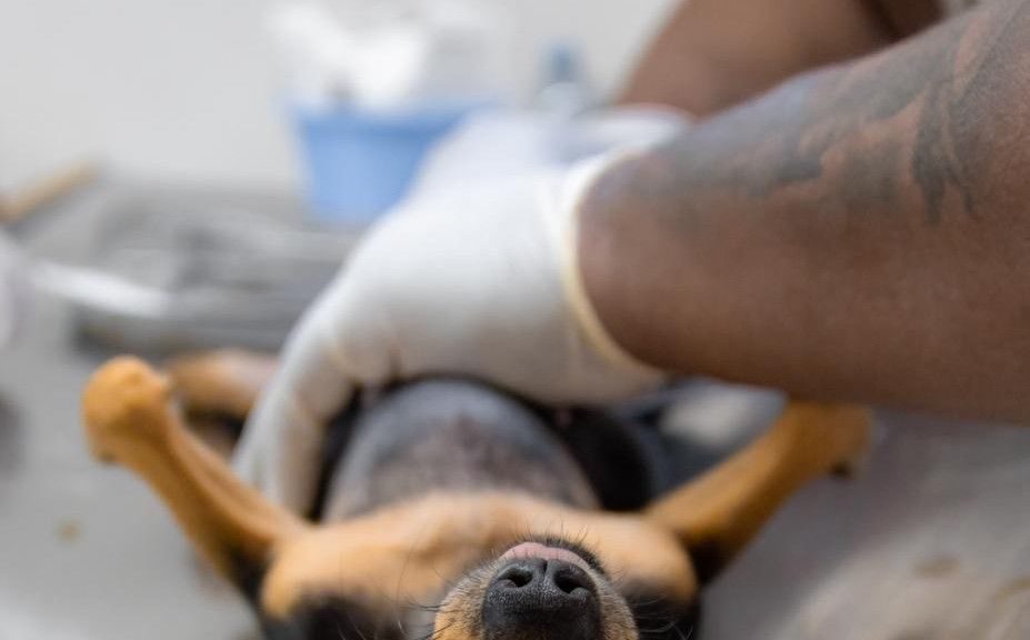 ESTERILIZACIÓN