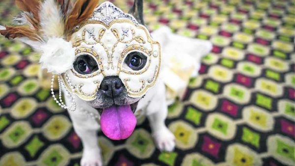 Carnaval Canino