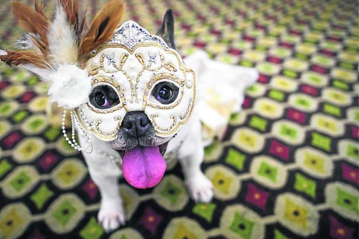 Carnaval Canino