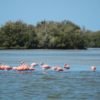flamencos