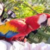 Guacamaya