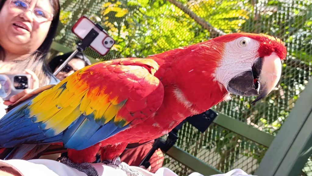 Guacamaya