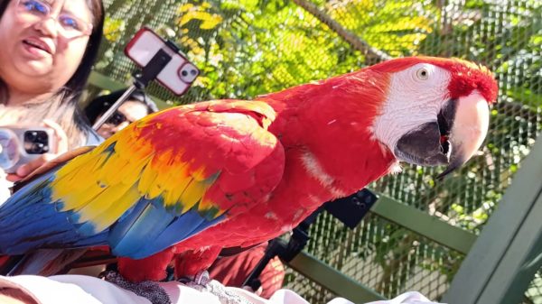 Guacamaya