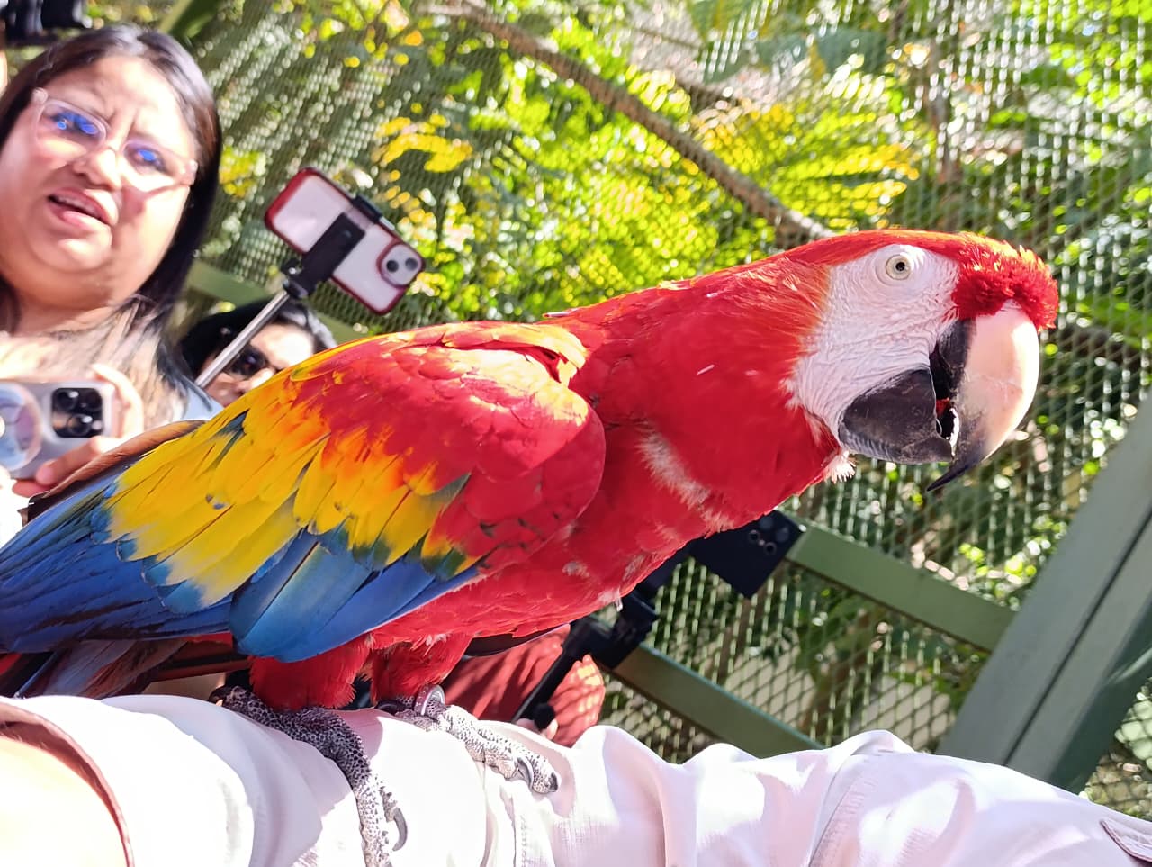 Guacamaya