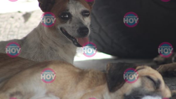 Perros
