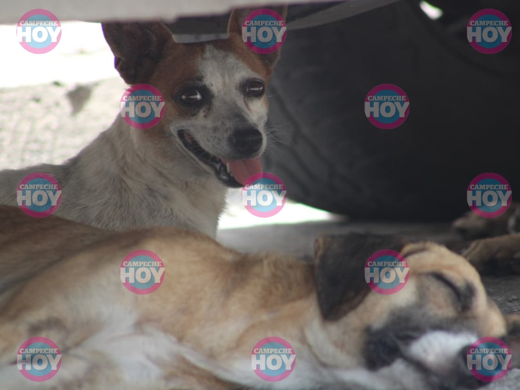 Perros