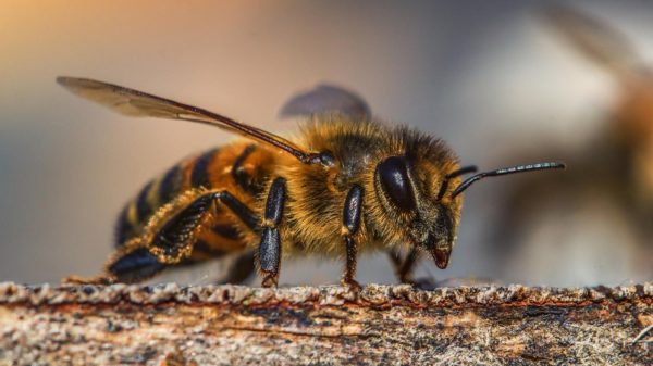 Abejas