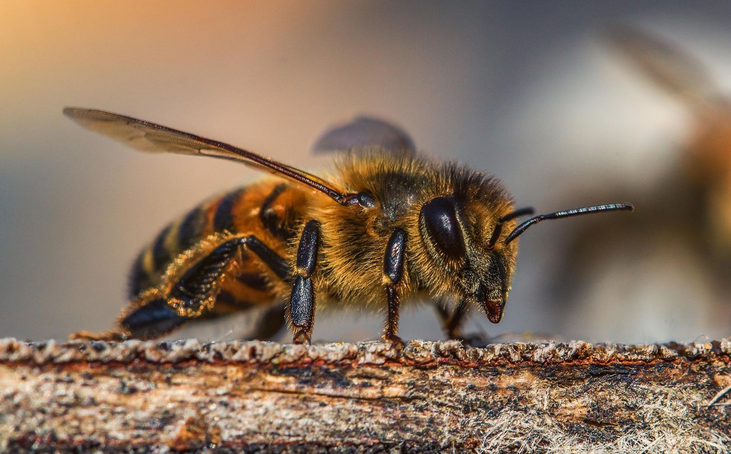 Abejas