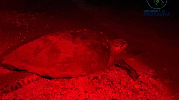 Tortuga