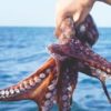 PULPO MAYA