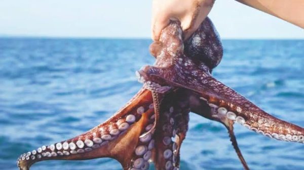 PULPO MAYA