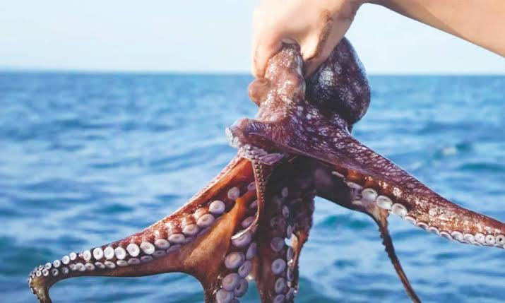 PULPO MAYA
