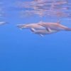 Delfines