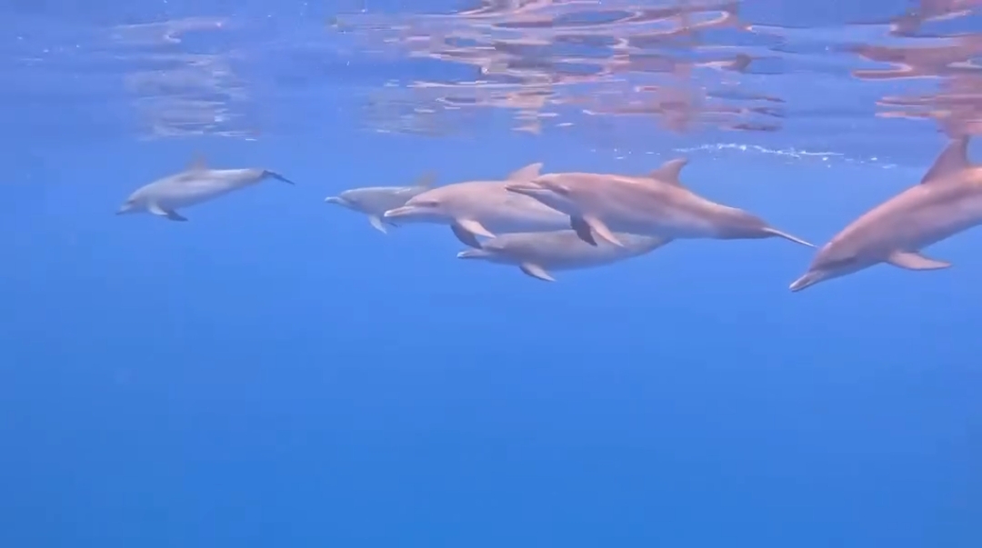 Delfines