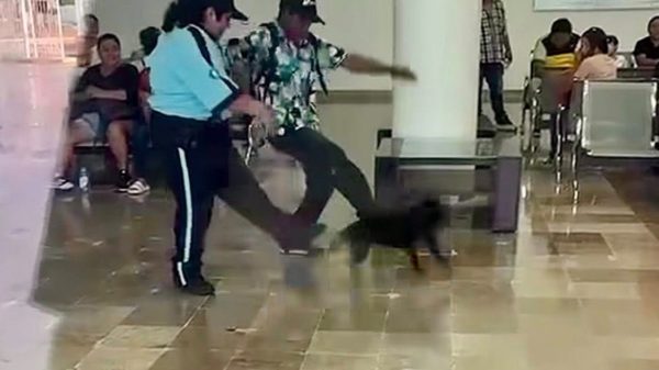 perrita
