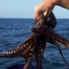 Pulpo